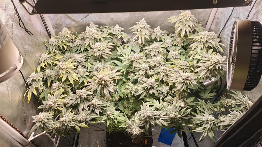 B-45 by BOOBA. Week 20