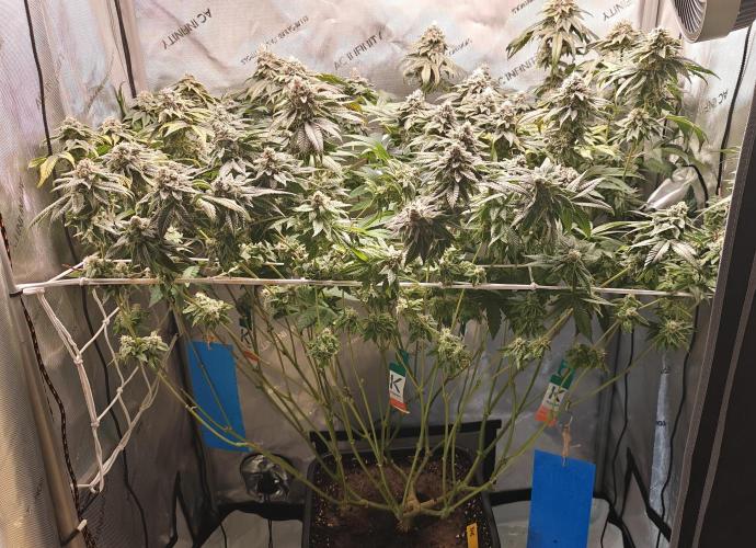 B-45 by BOOBA. Week 20