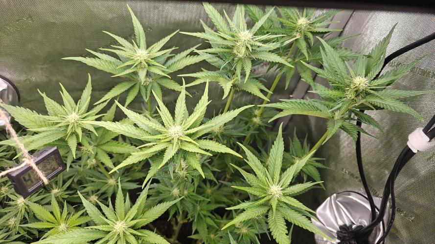 Core Damage. Week 10