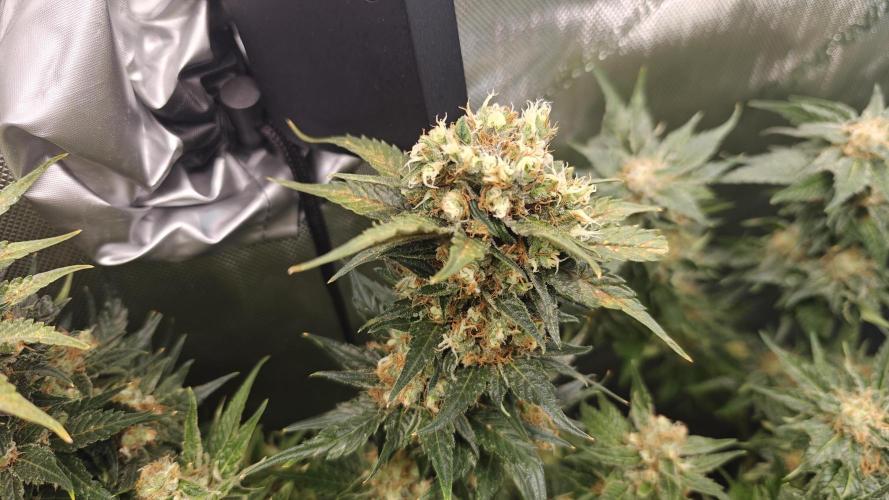 2. RUN 2026 (5x from clones) "Déjà vu". Week 14 - Critical Cheese