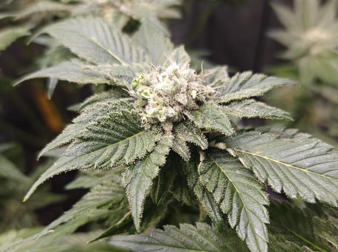 2. RUN 2026 (5x from clones) "Déjà vu". Week 14 - White Widow