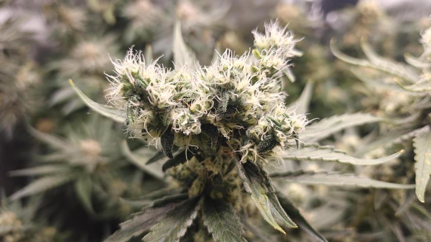 2. RUN 2026 (5x from clones) "Déjà vu". Week 14 - Northern Lights