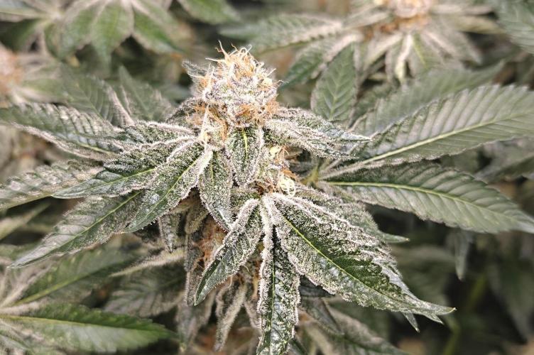 2. RUN 2026 (5x from clones) "Déjà vu". Week 14 - Bublegum XL