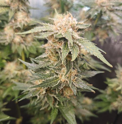 2. RUN 2026 (5x from clones) "Déjà vu". Week 14 - Big Bud