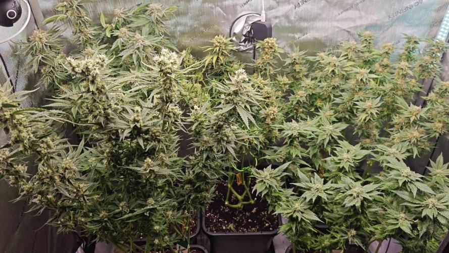2. RUN 2026 (5x from clones) "Déjà vu"