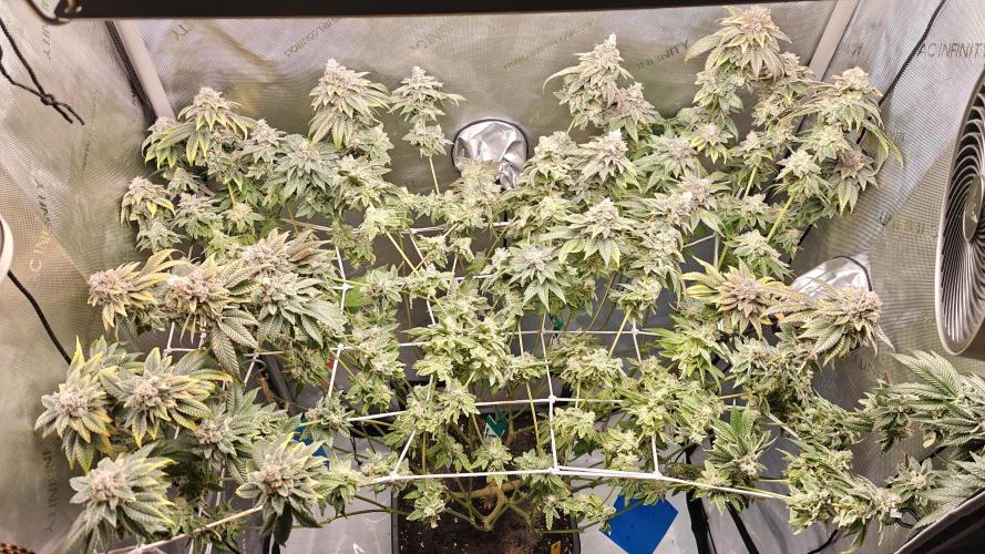B-45 by BOOBA. Week 21