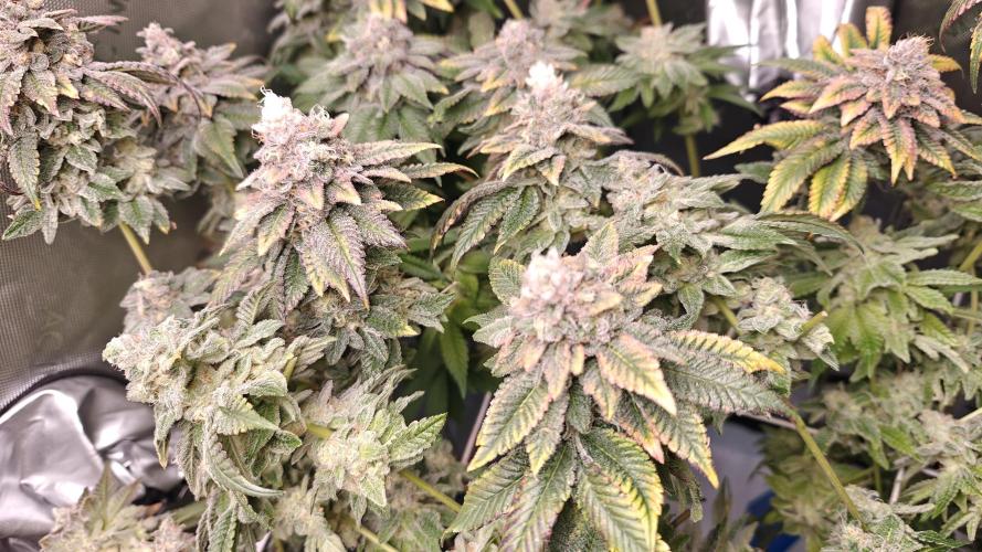 B-45 by BOOBA. Week 21