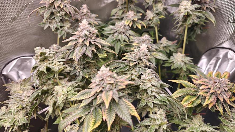 B-45 by BOOBA. Week 21