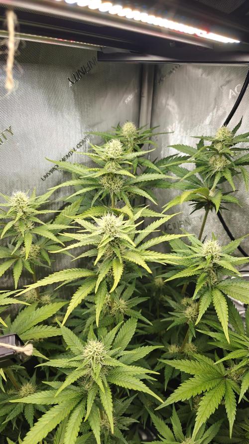 Core Damage. Week 11