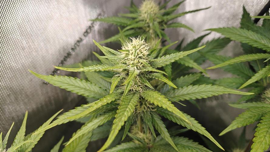 Core Damage. Week 11
