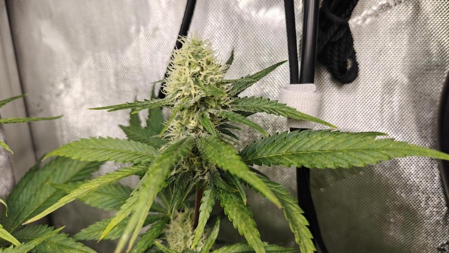Core Damage. Week 12