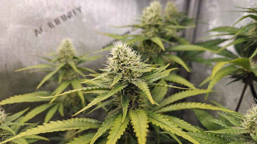 Core Damage. Week 12