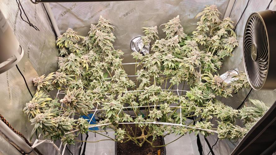 B-45 by BOOBA. Week 22