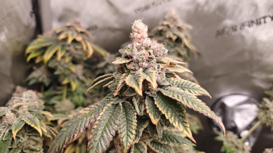 B-45 by BOOBA. Week 22