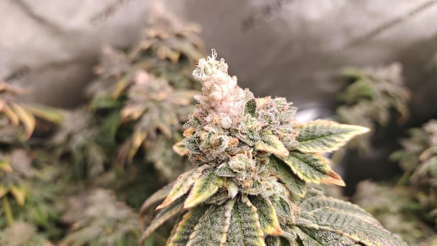 B-45 by BOOBA. Week 22