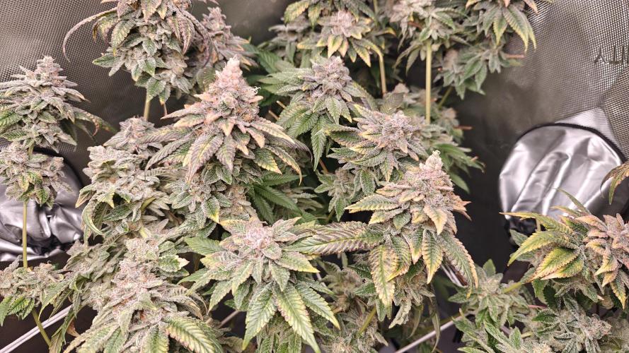 B-45 by BOOBA. Week 22