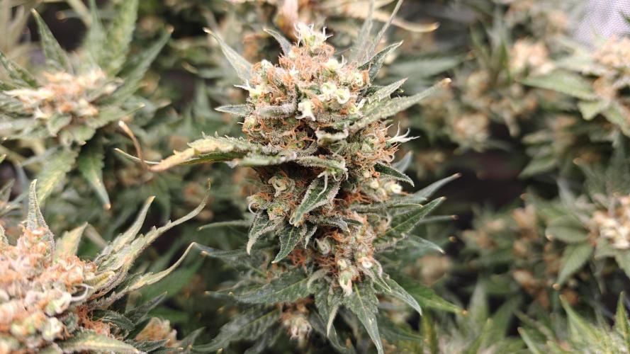 2. RUN 2026 (5x from clones) "Déjà vu". Week 16 - Critical Cheese