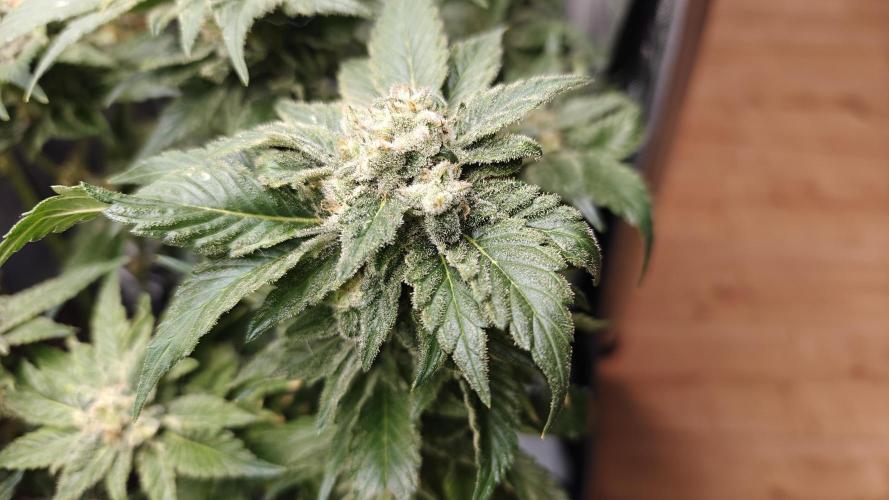 2. RUN 2026 (5x from clones) "Déjà vu". Week 16 - White Widow