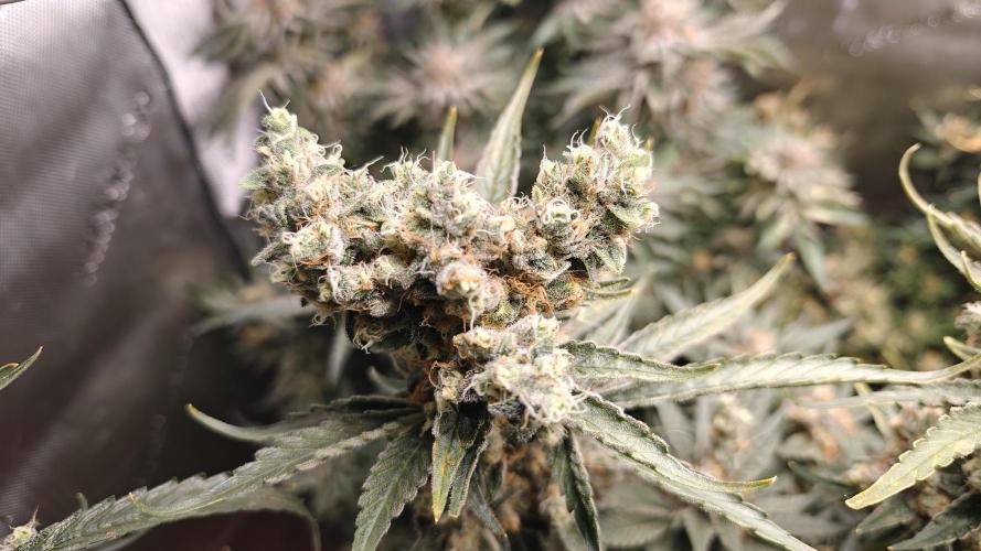 2. RUN 2026 (5x from clones) "Déjà vu". Week 16 - Northern Lights