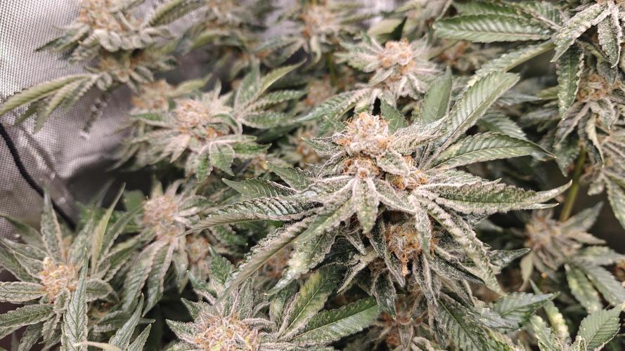 2. RUN 2026 (5x from clones) "Déjà vu". Week 16 - Bublegum XL