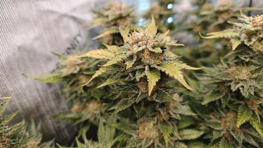 2. RUN 2026 (5x from clones) "Déjà vu". Week 16 - Big Bud