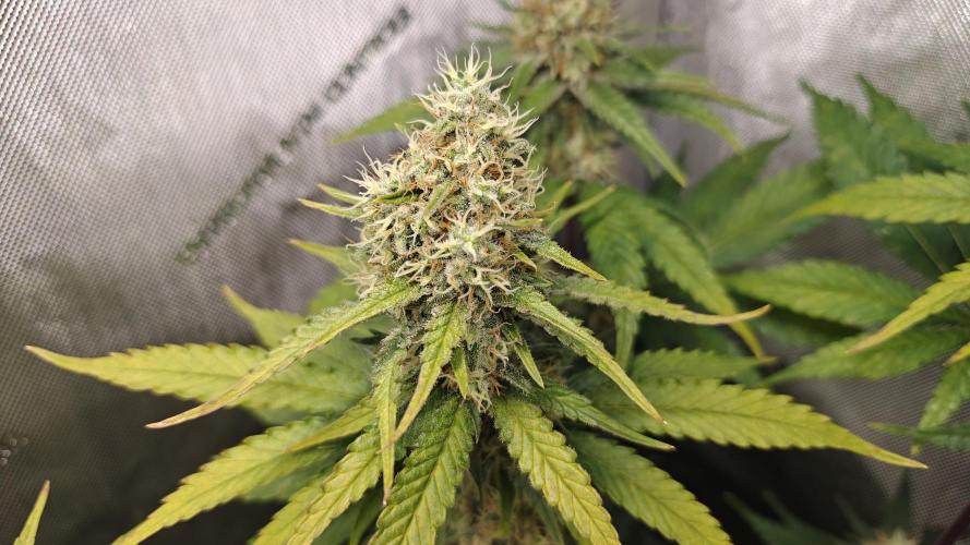 Core Damage. Week 13