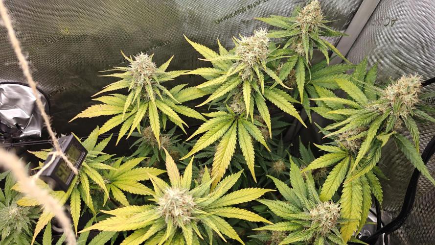Core Damage. Week 13