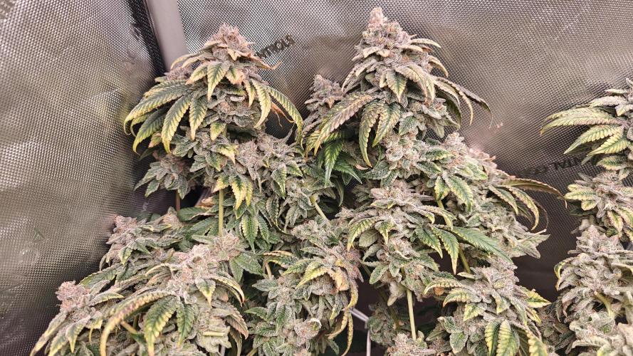 B-45 by BOOBA. Week 23