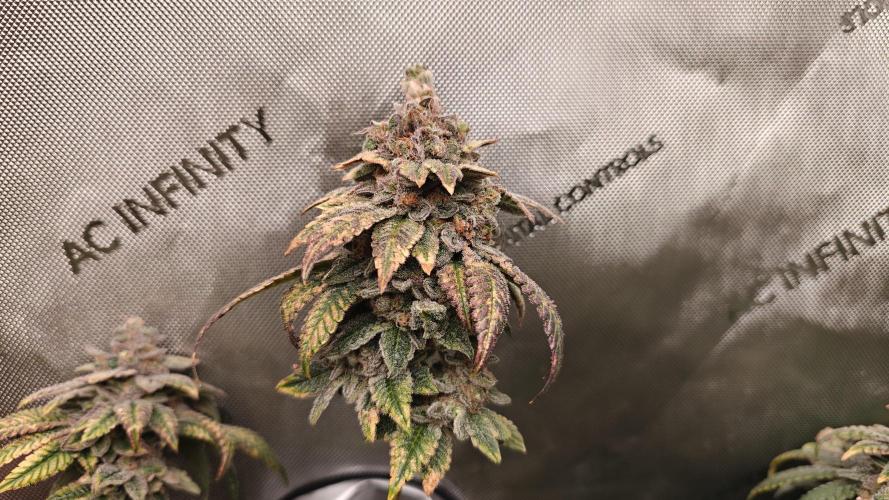 B-45 by BOOBA. Week 23