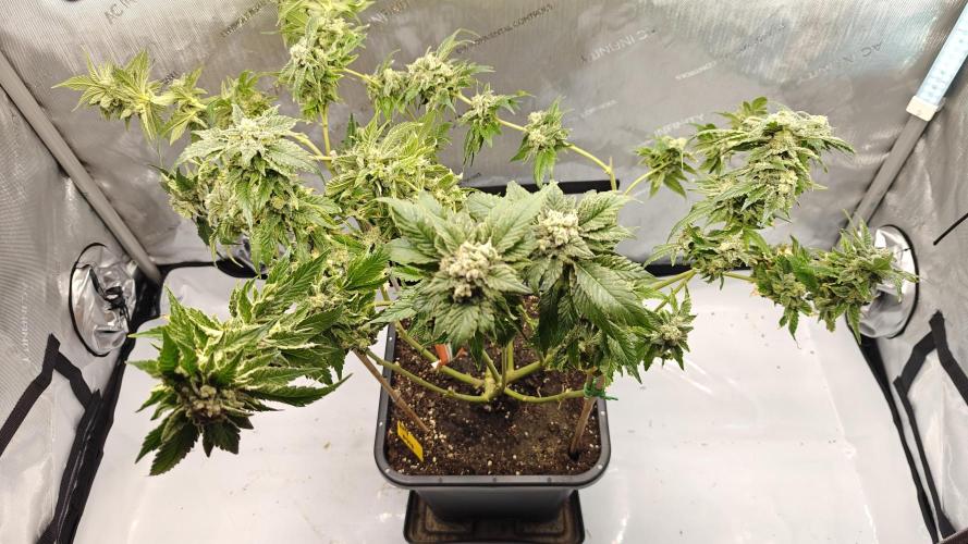 2. RUN 2026 (5x from clones) "Déjà vu". Week 17 - White Widow