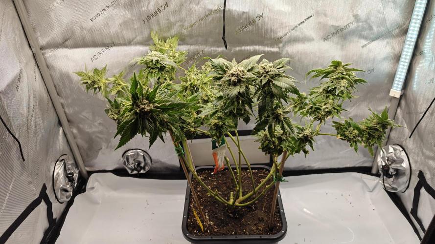2. RUN 2026 (5x from clones) "Déjà vu". Week 17 - White Widow