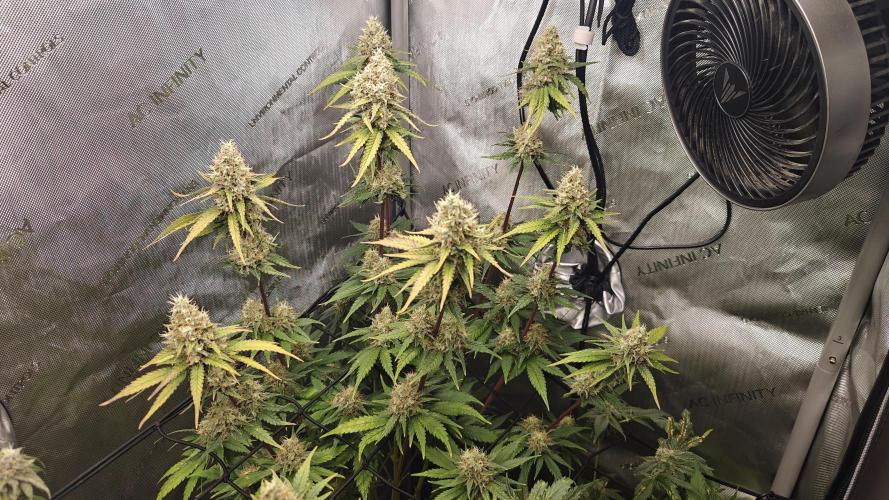 3. RUN 2026 - Seed/Clones. Week 14