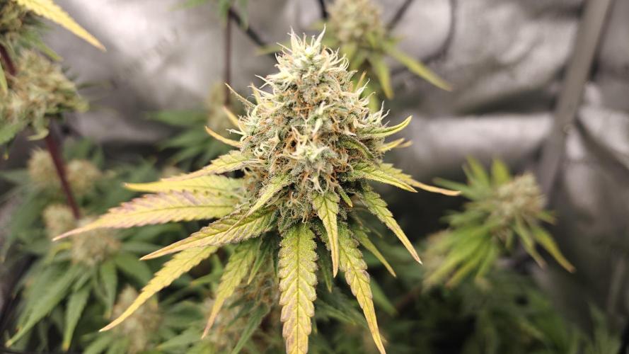 3. RUN 2026 - Seed/Clones. Week 14