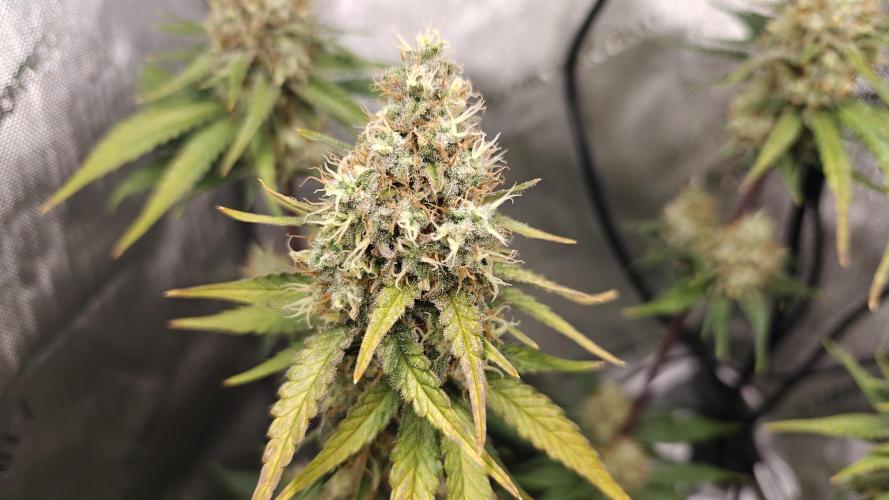 3. RUN 2026 - Seed/Clones. Week 14
