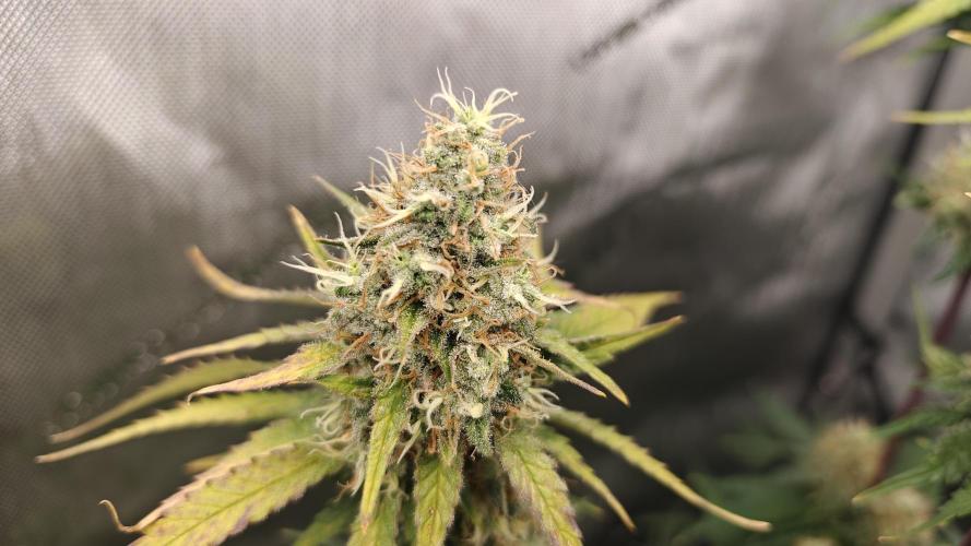 3. RUN 2026 - Seed/Clones. Week 14