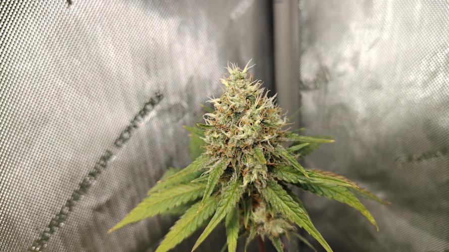 3. RUN 2026 - Seed/Clones. Week 14