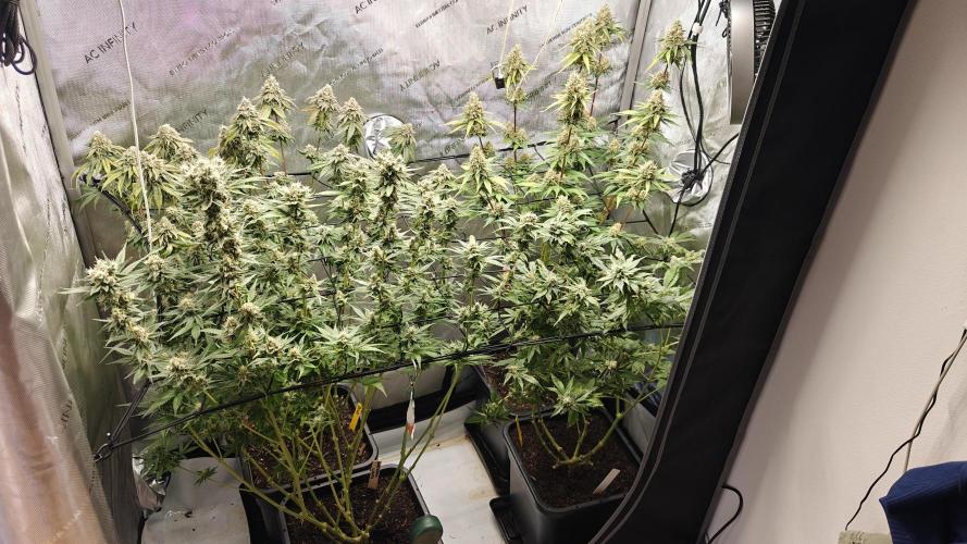 3. RUN 2026 - Seed/Clones. Week 14