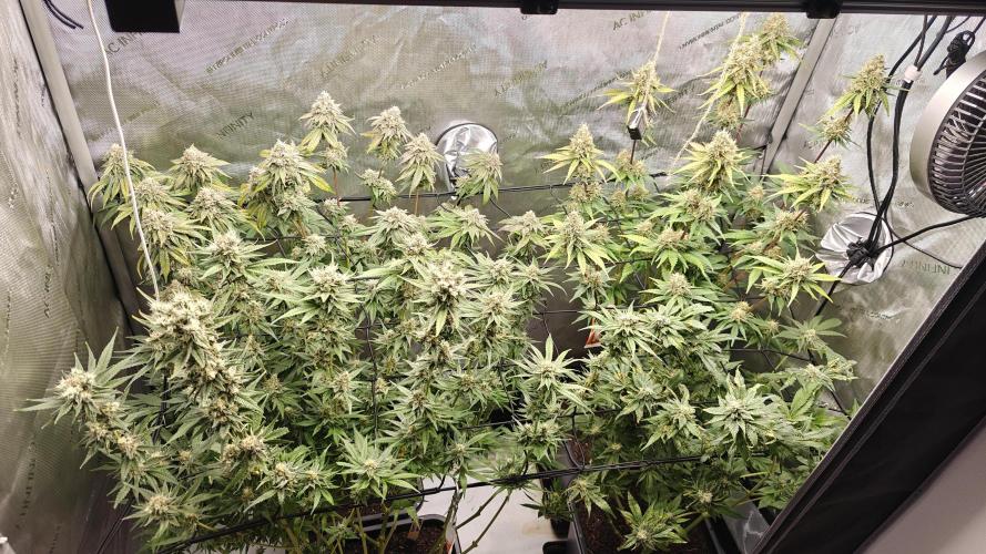 3. RUN 2026 - Seed/Clones. Week 14