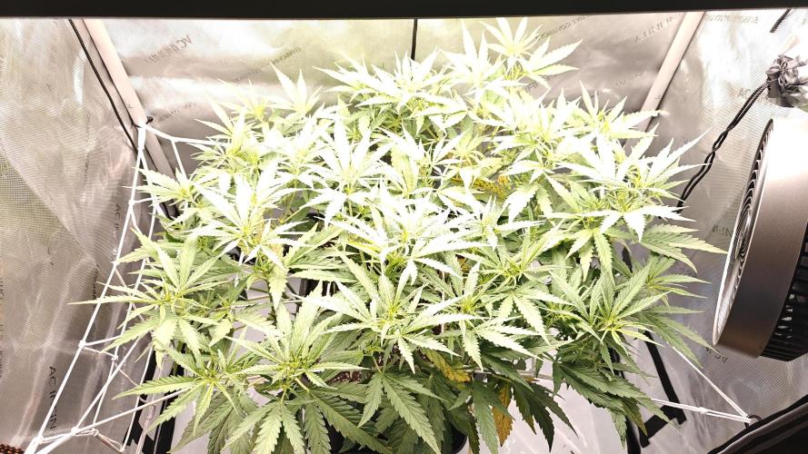 Cloudlab 632 Advance Grow Tent 3x2 (36 x 24 x 72). Week 1