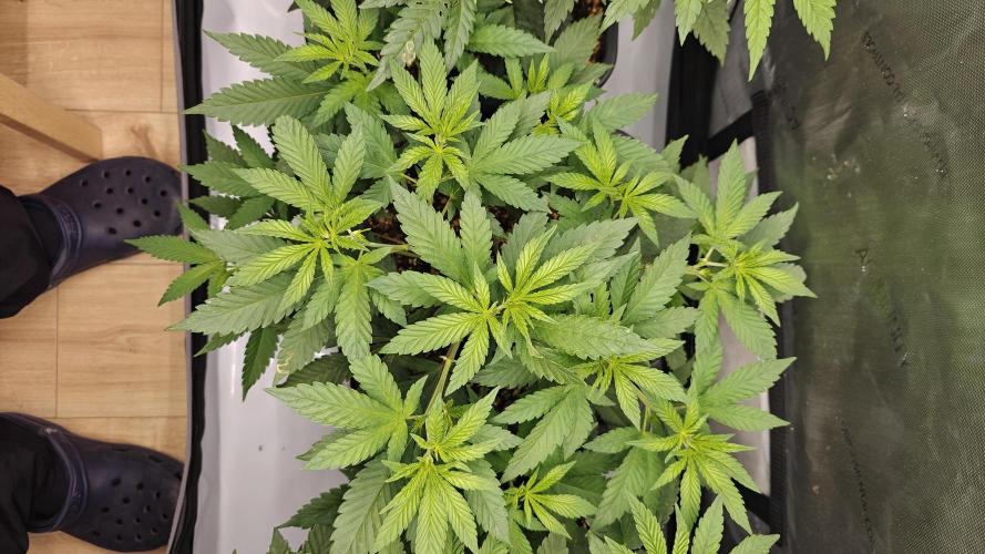 My top 3 of 2026. Week 1 - White Widow 