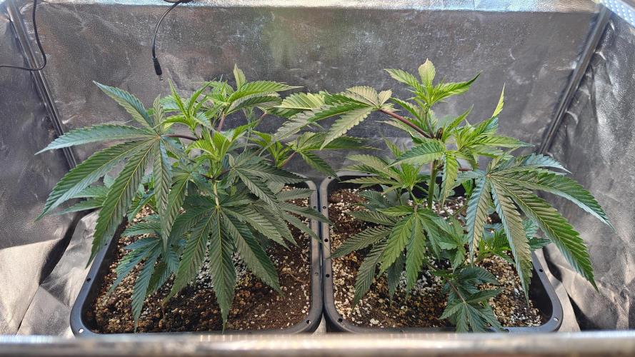 Dante’s Inferno. Week 3