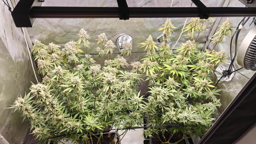 3. RUN 2026 - Seed/Clones. Week 15