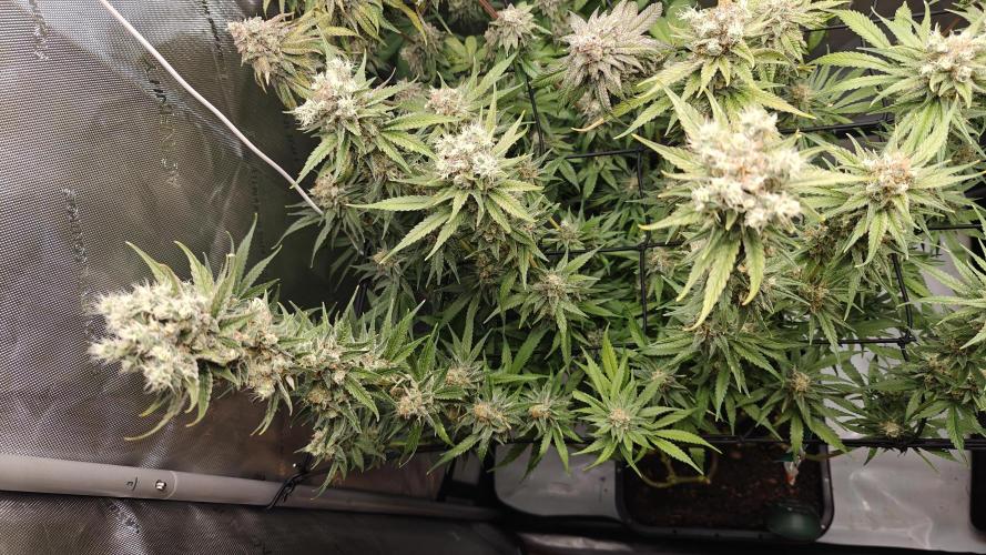 3. RUN 2026 - Seed/Clones. Week 15 - Norther Lights