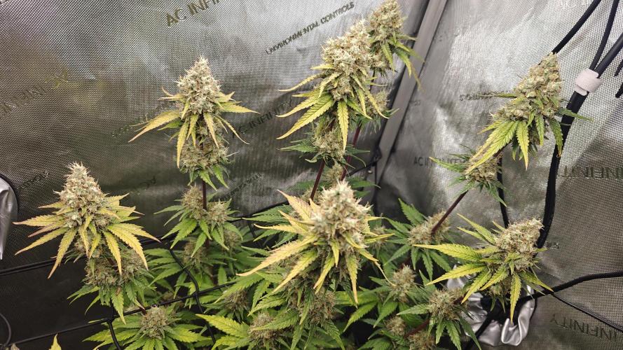 3. RUN 2026 - Seed/Clones. Week 15 - Core Damage