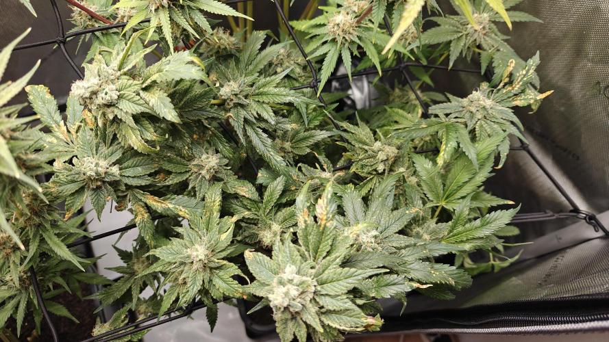 3. RUN 2026 - Seed/Clones. Week 15 - White Widow