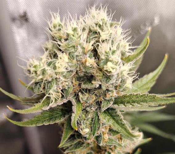 3. RUN 2026 - Seed/Clones. Week 15 - NL