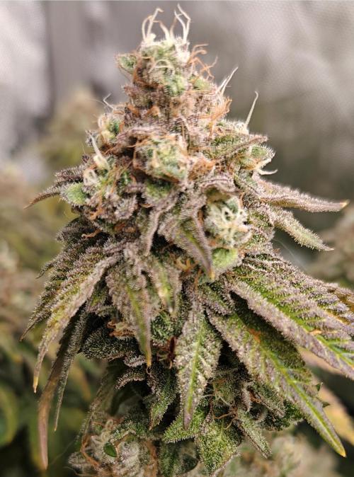 3. RUN 2026 - Seed/Clones. Week 15 - B-45