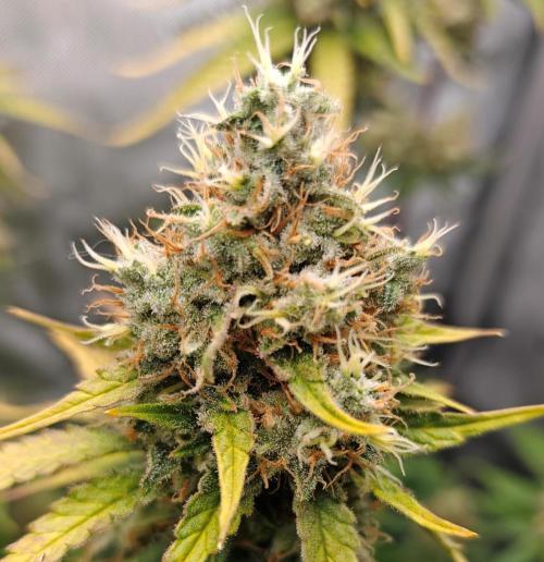 3. RUN 2026 - Seed/Clones. Week 15 - CD