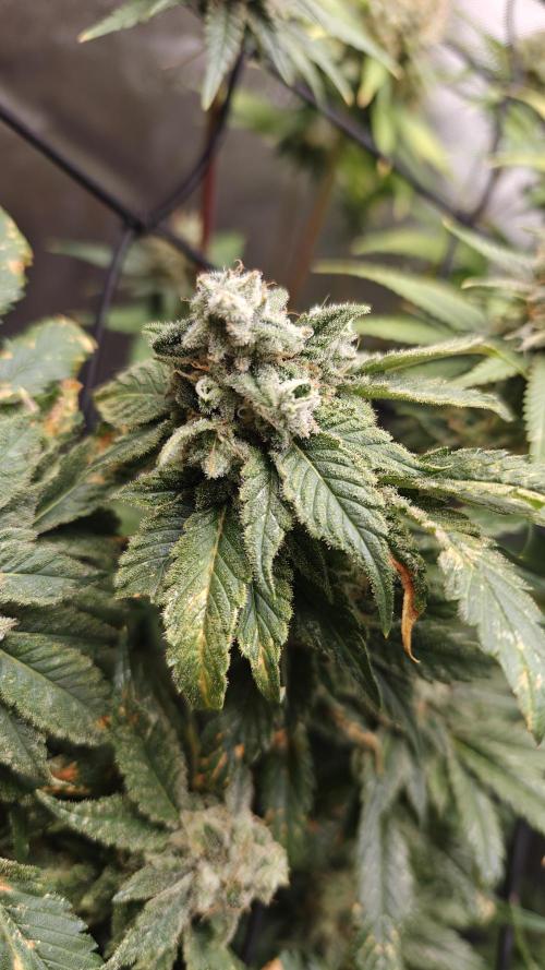 3. RUN 2026 - Seed/Clones. Week 15 - WW