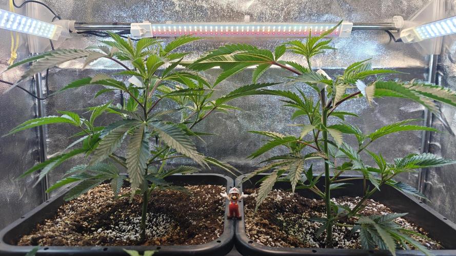 Dante’s Inferno. Week 3